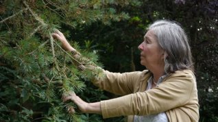 Online film Volání lesa: Zapomenutá moudrost stromů