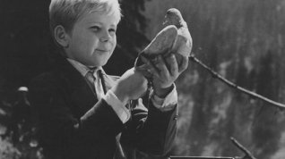 Online film Pieseň o sivom holubovi