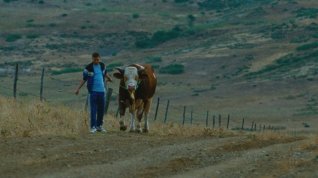 Online film Le veau d'or