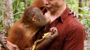 Online film Odvrácená tvář divočiny: Hannes Jaenicke - Mise Orangutan