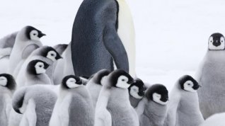 Online film Putování tučňáků: Volání oceánu