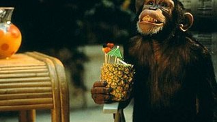 Online film MXP - Mimořádně extrémní primát