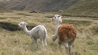 Online film Ekvádor - země na rovníku