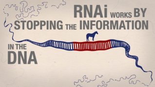 Online film Insekticidní plodiny na bázi RNAi: Rizika