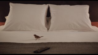 Online film Ptáci a lidé