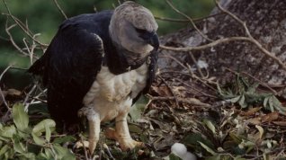 Online film Hluboko v deštném pralese – Po stopách harpyje