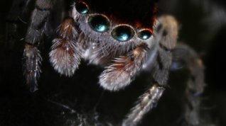 Online film Super-pavouk