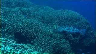 Online film Perla Oceánů 3D