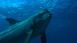 Online film Perla Oceánů 3D