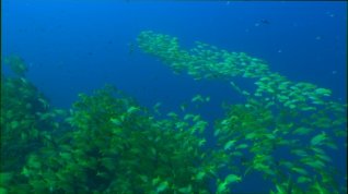 Online film Perla Oceánů 3D
