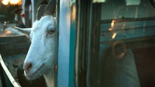 Online film Balada o koze