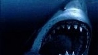 Online film Žralok útočí