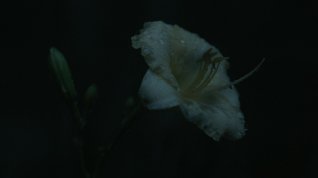 Online film Capturing Happiness