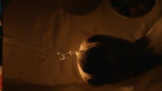 Online film Capturing Happiness