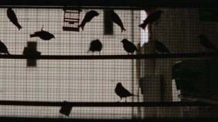 Online film Tisíc a jedna noc III – okouzlená