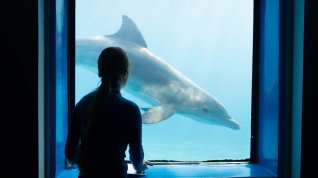 Online film Můj kamarád delfín