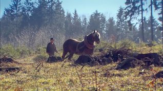 Online film Člověk, kůň a les