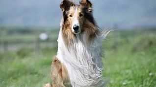 Online film Lassie