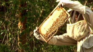 Online film Zachraňte včely: nové poznatky o udržitelném včelařství