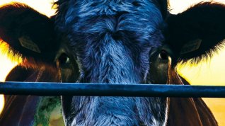 Online film Cowspiracy - Klíč k udržitelnosti