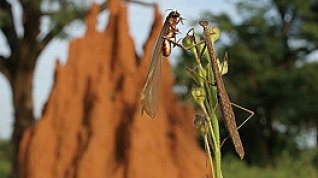 Online film Válka termitů