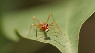 Online film Válka termitů