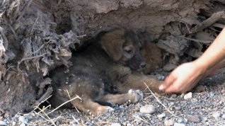 Online film Perro Muerto
