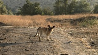 Online film Perro Muerto